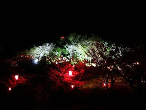 平草原の「夜桜」