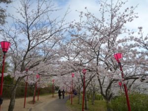 2020年の「桜まつり in 平草原公園」は中止となりました。