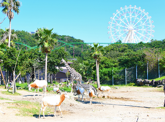 アドベンチャーワールド：サファリ